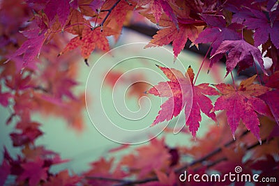 Maple leafï¼ˆPlant maple leavesï¼‰ Stock Photo